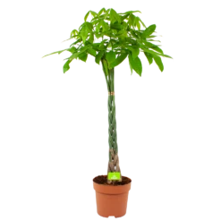 Pachira Aquatica - Geldboom - P30 H150 - Kamerplant