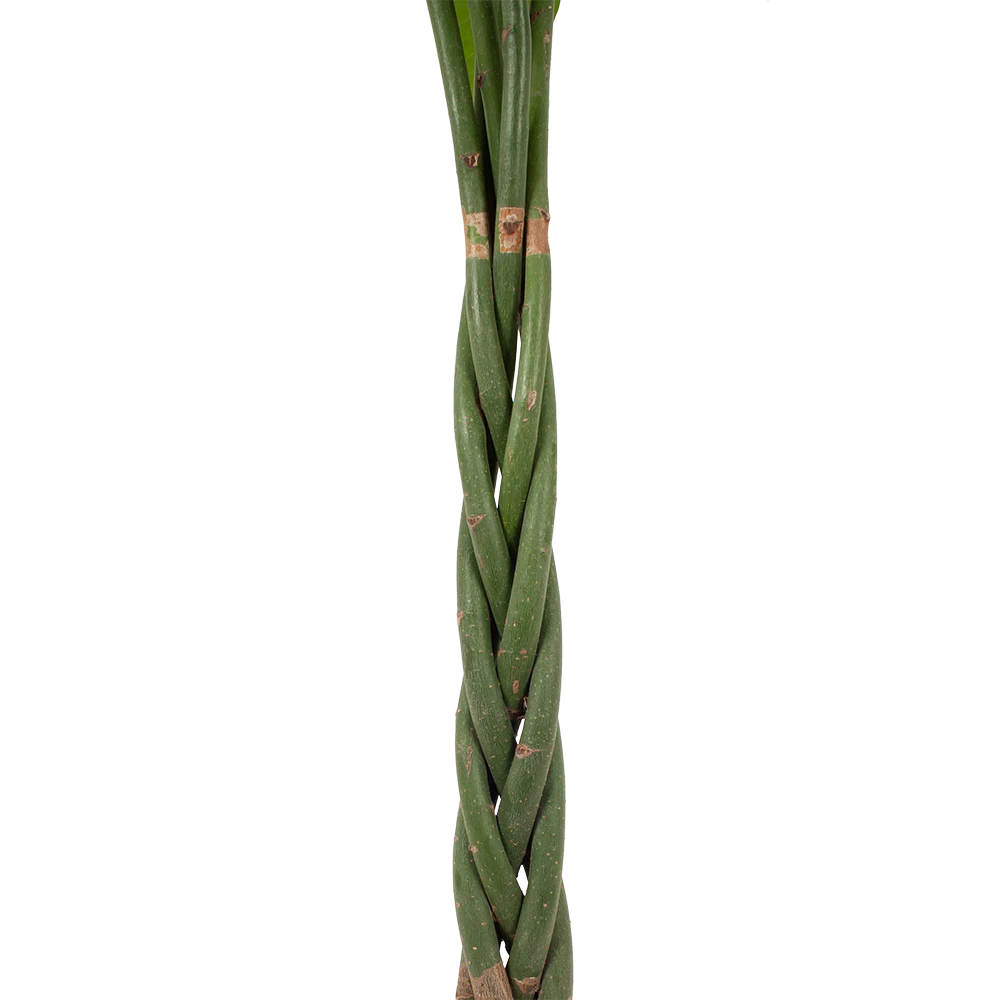 Pachira Aquatica - Geldboom - P30 H150 - Kamerplant 2 Pachira Aquatica - Geldboom - P30 H150 - Kamerplant - Afbeelding 2