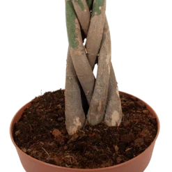 Pachira Aquatica - Geldboom - P30 H150 - Kamerplant 6 Pachira Aquatica - Geldboom - P30 H150 - Kamerplant -Planten Verkoop pachira aquatica geldboom p30 h150 6 1