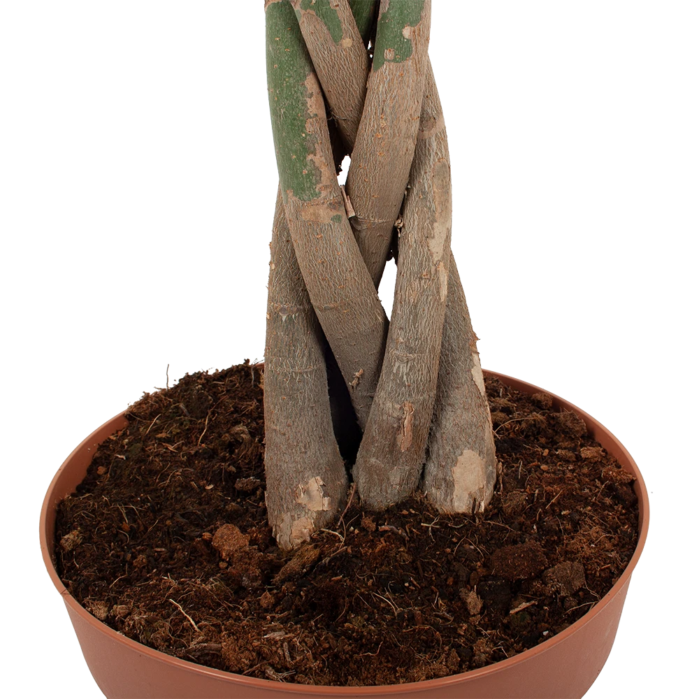 Pachira Aquatica - Geldboom - P30 H150 - Kamerplant 3 Pachira Aquatica - Geldboom - P30 H150 - Kamerplant - Afbeelding 3