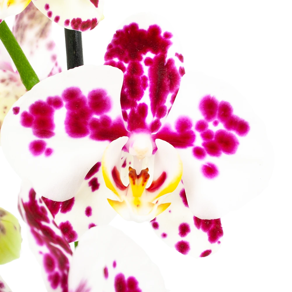 4 Taks Phalaenopsis Marrakesh - Vlinderorchidee - P12 H60 - Kamerplant 2 4 Taks Phalaenopsis Marrakesh - Vlinderorchidee - P12 H60 - Kamerplant - Afbeelding 2