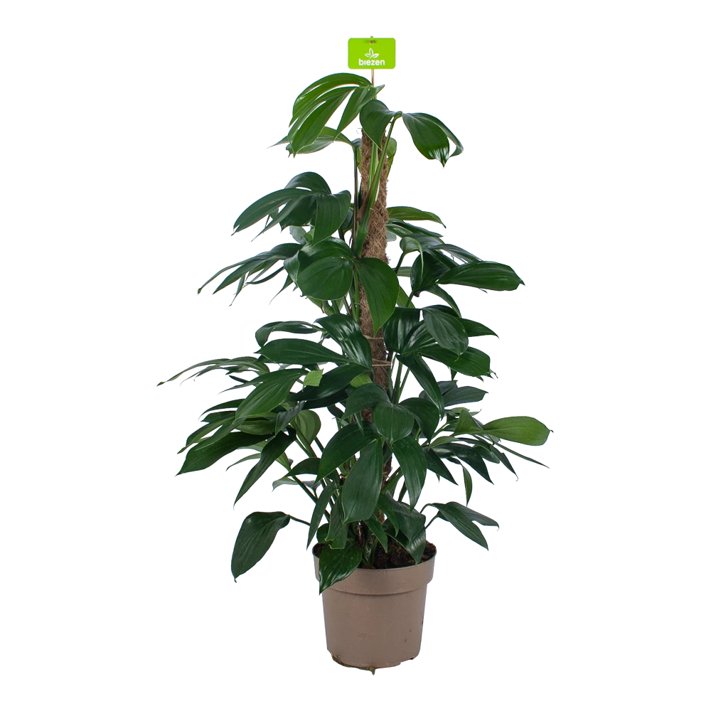 Philodendron Florida Beauty Op Mosstok - P24 H80 - Kamerplant 1 Philodendron Florida Beauty Op Mosstok - P24 H80 - Kamerplant