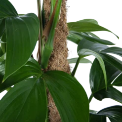 Philodendron Florida Beauty Op Mosstok - P24 H80 - Kamerplant 6 Philodendron Florida Beauty Op Mosstok - P24 H80 - Kamerplant -Planten Verkoop philodendron florida beauty op mosstok p24 h80 6 1