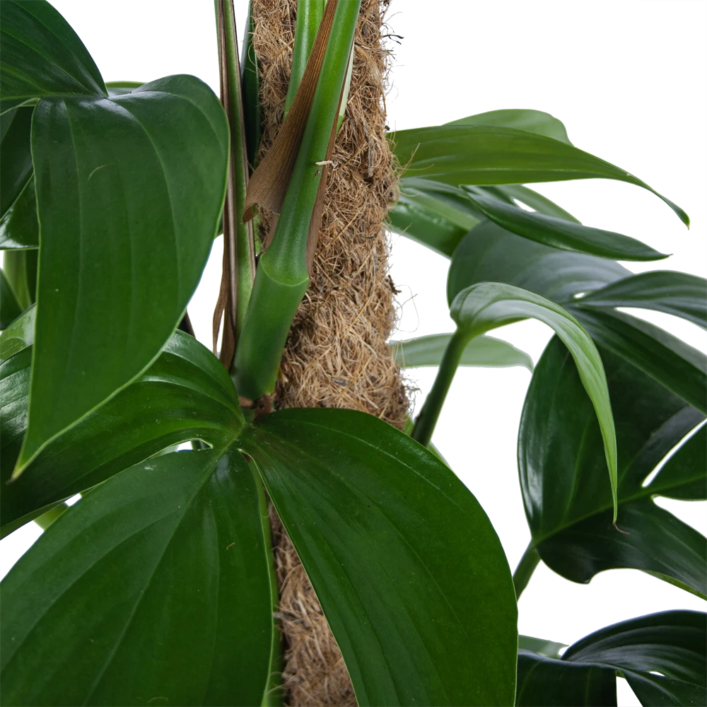 Philodendron Florida Beauty Op Mosstok - P24 H80 - Kamerplant 3 Philodendron Florida Beauty Op Mosstok - P24 H80 - Kamerplant - Afbeelding 3