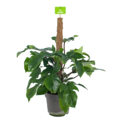Philodendron Squamiferum Piramide Op Mosstok - P24 H70 - Kamerplant