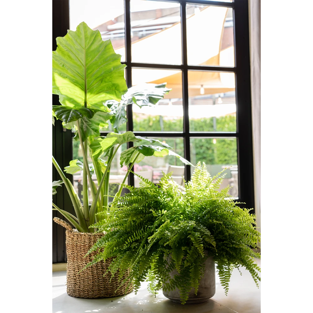 Plantenmand Joris - D33 X H31cm - Naturel 2 Plantenmand Joris - D33 X H31cm - Naturel - Afbeelding 2