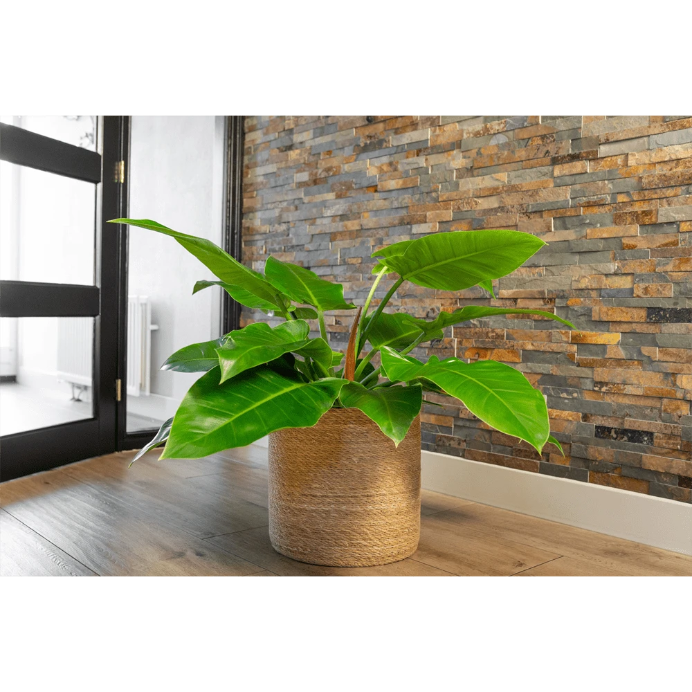 Plantenmand Stef - D33 X H33cm - Naturel 2 Plantenmand Stef - D33 X H33cm - Naturel - Afbeelding 2