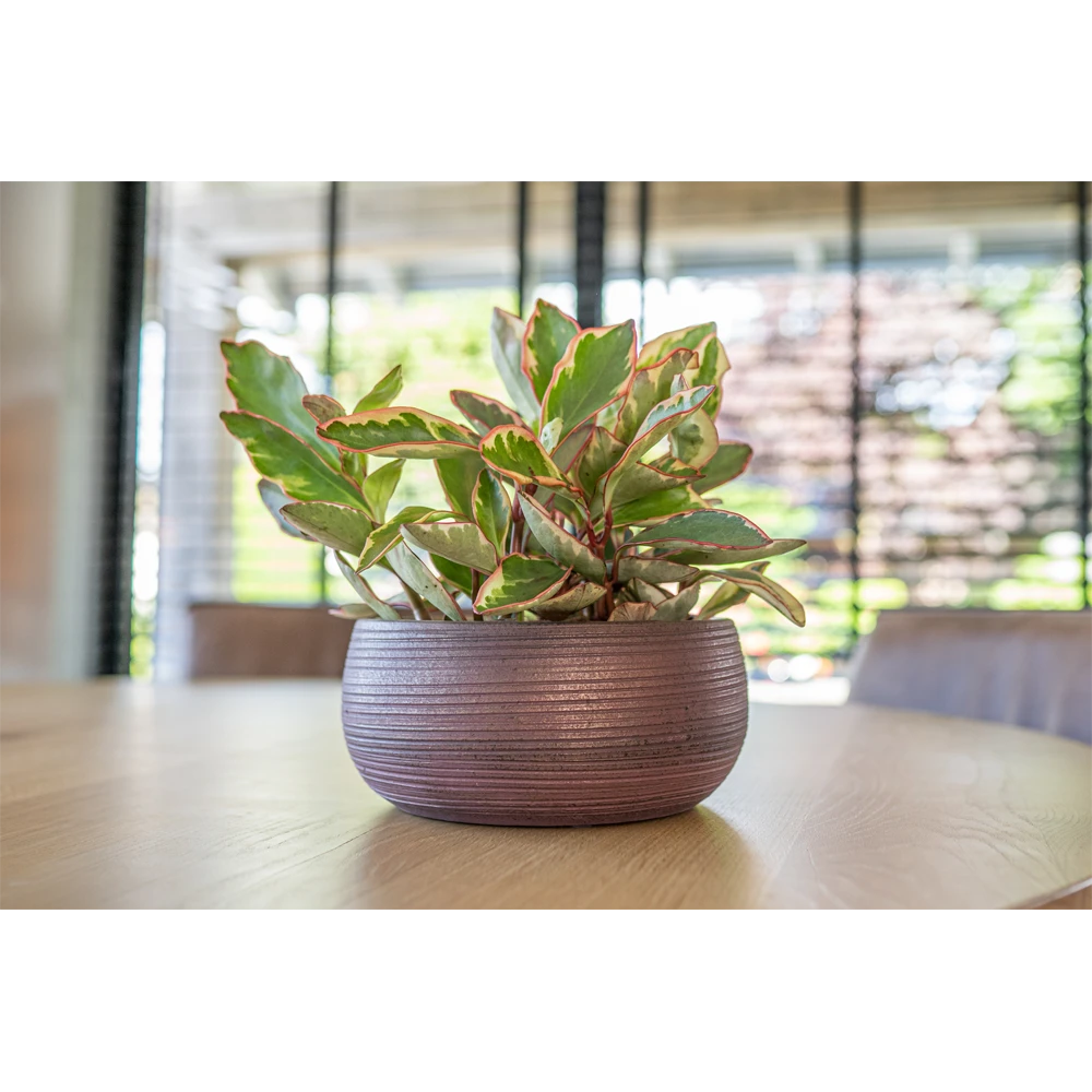 Plantenschaal Lydia - D28 X H13cm - Shiny Purple 2 Plantenschaal Lydia - D28 X H13cm - Shiny Purple - Afbeelding 2