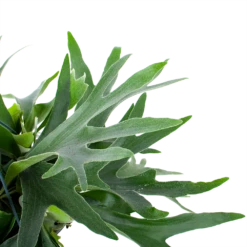 Platycerium Bifurcatum - Hertshoornvaren - In Hangpot - P21 H60 - Kamerplant -Planten Verkoop platycerium bifurcatum hertshoornvaren in hangpot p21 h60 6