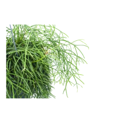 Planten Verkoop -Planten Verkoop rhipsalis cassutha koraalcactus in hangpot p17 h40 5