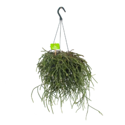 Rhipsalis Pilocarpa - In Hangpot - P17 H40 - Kamerplant