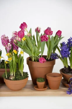 Planten Verkoop -Planten Verkoop saucer sottovaso 87411rz d41h5 schaal 6 8