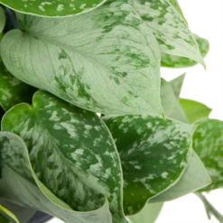 Scindapsus Pictus Silvery Ann - Epipremnum - In Hangpot - P15 H30 - Kamerplant -Planten Verkoop scindapsus pictus silvery ann epipremnum in hangpot p15 h30 6 3