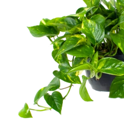 Planten Verkoop -Planten Verkoop scindapsus pinnatum aureum epipremnum hangpot p20 5