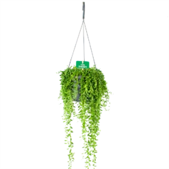 Senecio Herreianus - Erwtenplant - In Hangpot - P17 H40 - Kamerplant