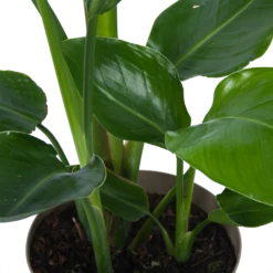 Strelitzia Nicolai - Paradijsvogelplant - P17 H60 - Kamerplant -Planten Verkoop strelitzia nicolai paradijsvogelplant p17 h60 6