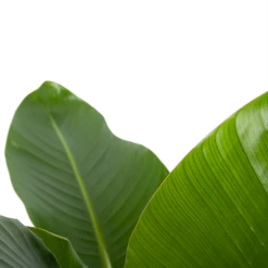 Strelitzia Nicolai - Paradijsvogelplant - P27 H110 - Kamerplant -Planten Verkoop strelitzia nicolai paradijsvogelplant p27 h110 6 2