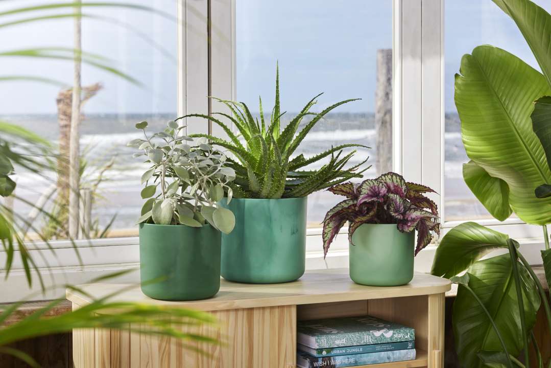 Planten Verkoop -Planten Verkoop the ocean collection green i1 jpg 8192x5464 63467d6cb103a