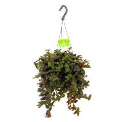 Tradescantia Sillamotara Brownhill - Vaderplant - In Hangpot - P17 H40 - Kamerplant