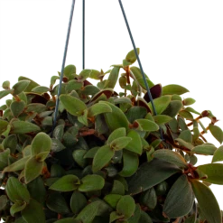 Planten Verkoop -Planten Verkoop tradescantia sillamotara brownhill p17 h40 5