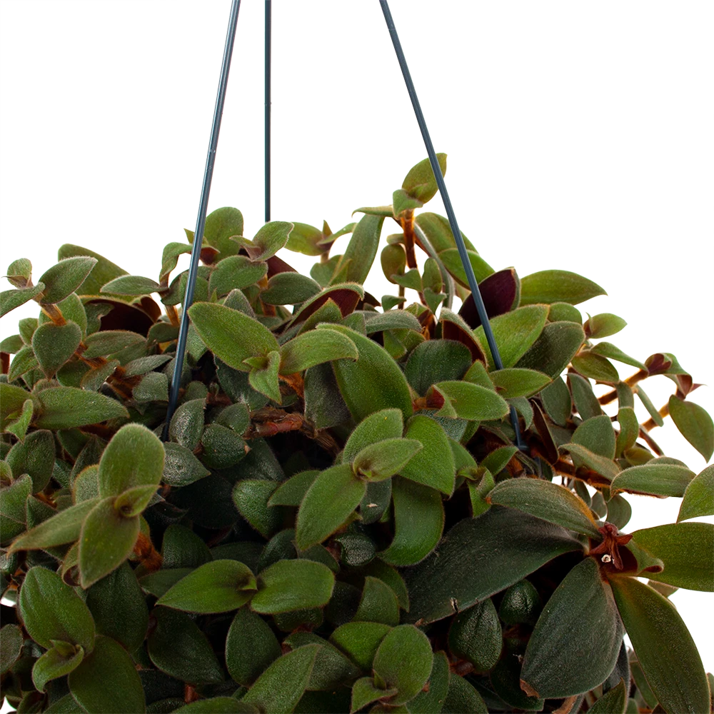 Tradescantia Sillamotara Brownhill - Vaderplant - In Hangpot - P17 H40 - Kamerplant 2 Tradescantia Sillamotara Brownhill - Vaderplant - In Hangpot - P17 H40 - Kamerplant - Afbeelding 2