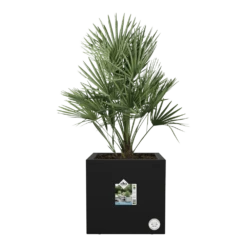 Elho Vivo Next Vierkant Wielen 40cm - Living Black -Planten Verkoop vivo next vierkant wielen 40cm living black 4 1