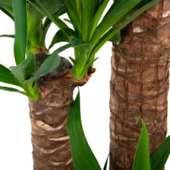 Yucca - Palmlelie - P24 H165 - Kamerplant -Planten Verkoop yucca palmlelie p24 h165 6