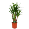 Yucca - Vertakt - Palmlelie - P30 H130 - Kamerplant